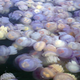 Illustration for article titled A Plague of Jellyfish Headed for the U.K.